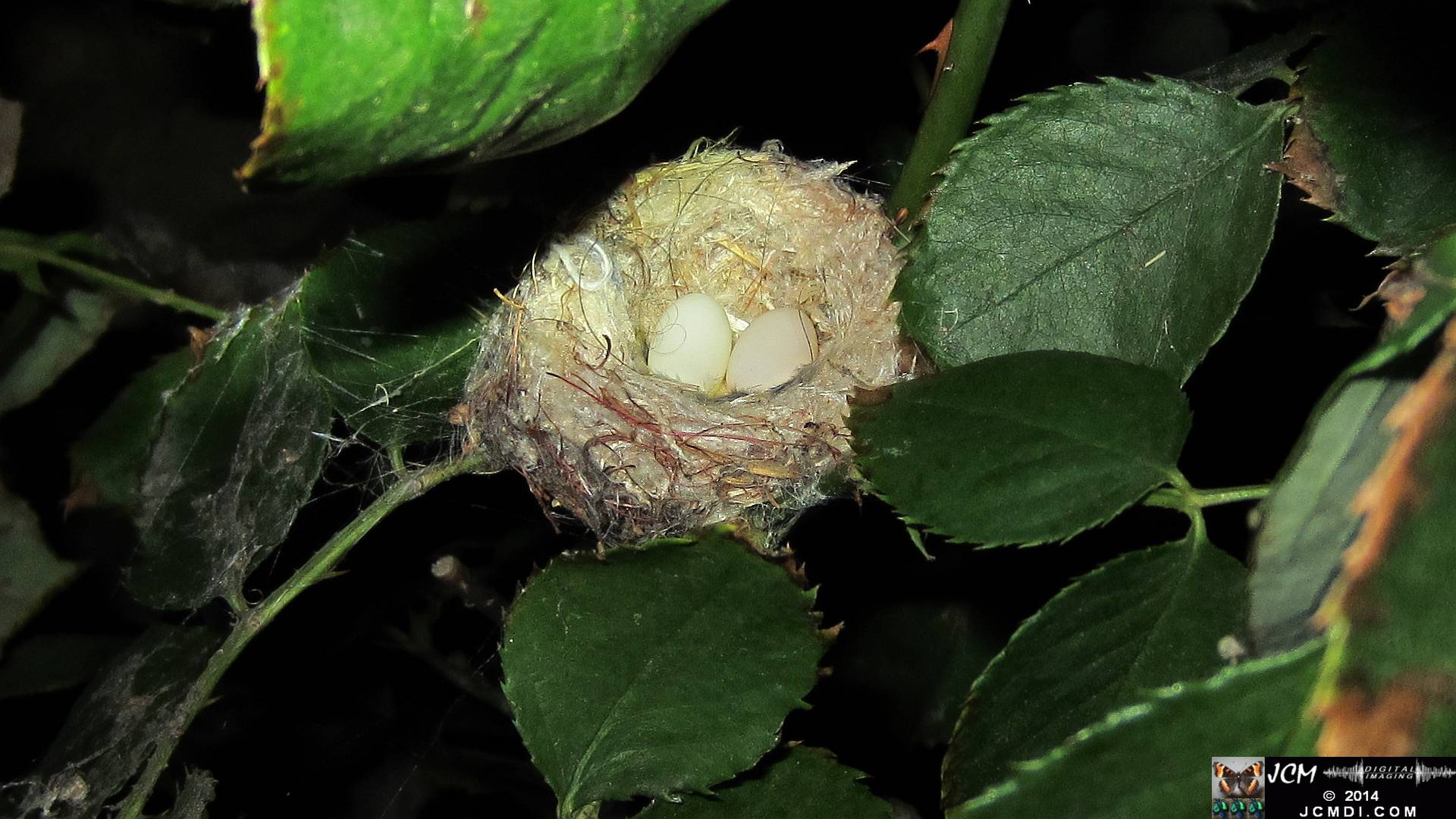 Allen's Hummingbird Nest with eggs